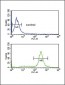 FCGR2A Antibody (C-term)