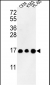 HIST3H3 Antibody (N-term)