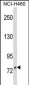 DGCR8 Antibody (Center)