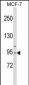 CDC5L Antibody (Center)