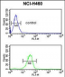 IL1F8 Antibody (N-term)