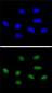 PIN1 Antibody (Center)