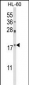 PIN1 Antibody (Center)