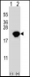 PIN1 Antibody (Center)