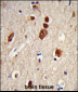 ELAVL1 Antibody