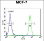 CDC37 Antibody (Center)