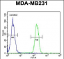 ARG1 Antibody (C-term)