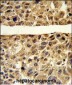 ARG1 Antibody (C-term)