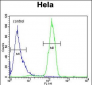 C13orf3 Antibody (Center)