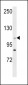 C14orf145 Antibody (Center)