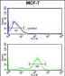 JUP Antibody (C-term)