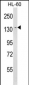 LY75 Antibody (Center)