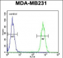 CLTA Antibody (Center)