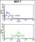 JIP1 Antibody (C-term)