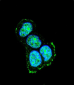 JIP1 Antibody (C-term)