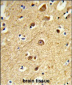 JIP1 Antibody (C-term)