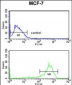 TBB1 Antibody