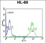 DLK2 Antibody (C-term)