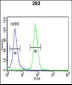 STK40 Antibody  ( C-term )
