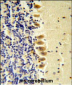 STK40 Antibody  ( C-term )