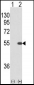 STK40 Antibody  ( C-term )