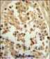 EIF4E Antibody