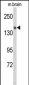 Semaphorin 5A Antibody