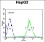 FOXP3 Antibody (Center)