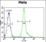 LCK Antibody (C-term)