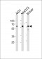 HSPD1 Antibody (C-term)