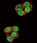 Phospho-SMAD2(T220) Antibody