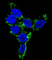 CYP2C19 Antibody (N-term)