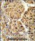 CYP2C19 Antibody (N-term)