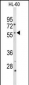 CYP2C19 Antibody (N-term)