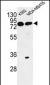 PRKAA1 Antibody