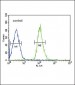 FGFR1 Antibody 