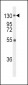 FGFR1 Antibody 