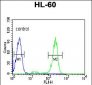 HSP90AB1 Antibody (C-term)