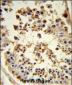 HSP90AB1 Antibody (C-term)