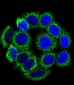 CYP21A2 Antibody (Center)