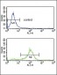 SFRP1 Antibody (N-term)