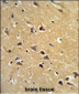SPG20 Antibody (N-term)