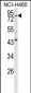 SPG20 Antibody (N-term)