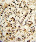 KIR2DL4 Antibody (C-term)