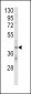 KIR2DL4 Antibody (C-term)