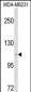 CARD6 Antibody (Center)