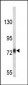 APP-Y756 Antibody