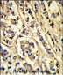 VGFR2 Antibody