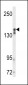 VGFR2 Antibody