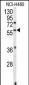 ESRRB Antibody (Center)